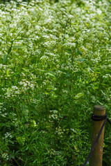 Green plants with white flowers covering the whole frame