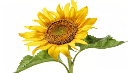 Obraz premium sunflower Isolated on white background. concept of nature for designer.
