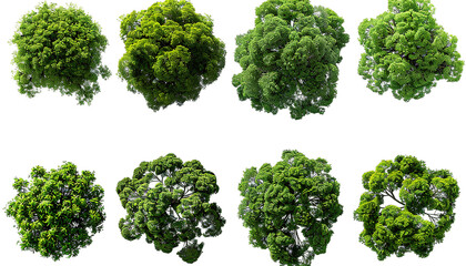 Aerial perspective of cutout trees in a wooded area rendered in 3D with transparent backgrounds png file