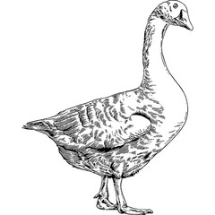 Hand drawn Goose Sketch Illustration © Rough Edges Supply