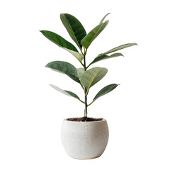A potted green plant, perfect for interior decoration or projects related to plant enthusiasts isolated on transparent background cutout png