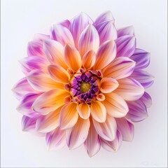 flower Photography, Dahlia Bantling, Close up view, Isolated on white Background