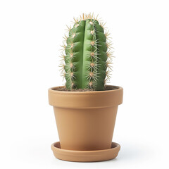 beautiful cactus in flower white pot isolated on white background