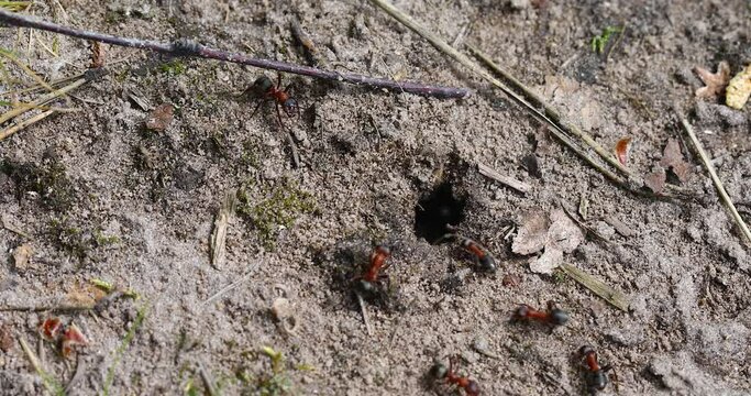 Colony of Red-breasted Harvester Ants, Messor laboriosus, guarding the entrance to an anthill