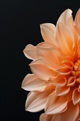 flower Photography, Dahlia Ginger Willo, copy space on right, Close up view, Isolated on black Background