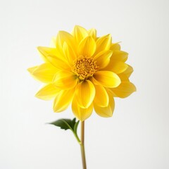 flower Photography, Dahlia Kelvin Floodlight, Close up view, Close up view, Isolated on white Background