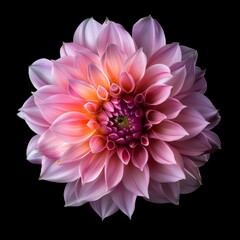 Fototapeta premium flower Photography, Dahlia Pink Magic, Close up view,Close up view, Isolated on black Background