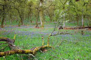 Bluebell flowers blooming in the spring forest