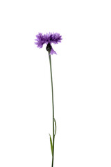 Centaurea cyanus