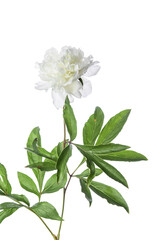 Fototapeta premium Paeonia white