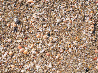 Seabed with pebbles and seashells.