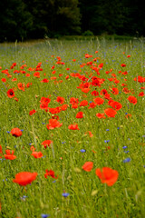 czerwone maki i niebieskie chabry na łące, pole maków, red poppies and blue cornflowers in the meadow, field of poppies, Colorful flower meadow with poppies and cornflowers, Papaver rhoeas, Centaurea 
