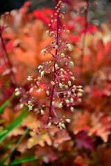 Żurawka, biale kwiaty żurawki, kwitnąca zurawka, Heuchera , Close up of the white flowers Heuchera, blurred background
