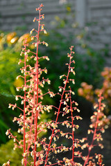 Żurawka, biale kwiaty żurawki, kwitnąca zurawka, Heuchera , Close up of the white flowers Heuchera, blurred background
