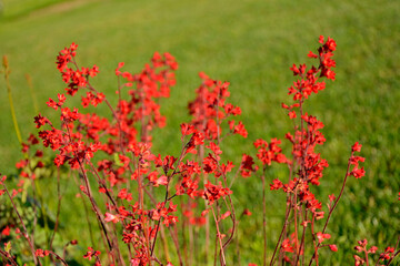 Żurawka krwista, czerwone kwiaty żurawki krwistej, kwitnąca zurawka, Heuchera sanguinea, coral bells, Close up of the red flowers Heuchera sanguinea, blurred background  © kateej