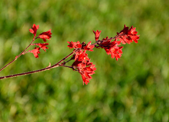 Żurawka, krwista, czerwone, kwiaty, kwitnąca, Heuchera sanguinea, coral bells, Close up, red flowers, Heuchera, kwiat, czerwień, zielone, tło, bylina, blurred background, rozmyte tło
