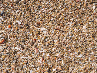 Seabed with pebbles and seashells.