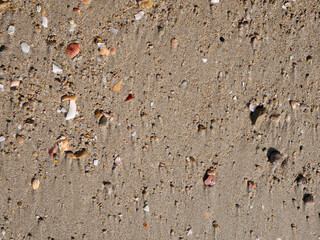 Seabed with pebbles and seashells.