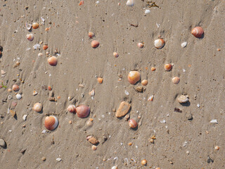 Seabed with pebbles and seashells.