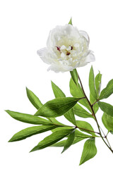 Paeonia white