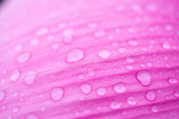 View of the raindrops on the pink petals of lotus flower
