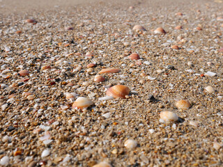 Seabed with pebbles and seashells.