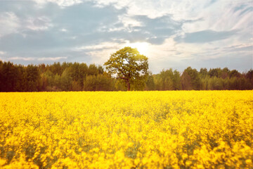 Obraz premium Blossoming rapeseed field with beautiful sky in spring