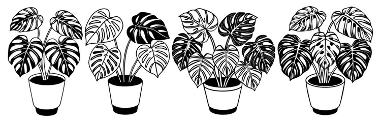 Obraz premium Monstera house plant silhouette