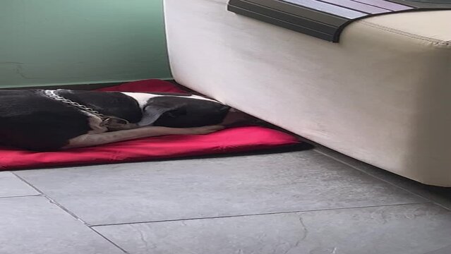 person sleeping on a sofa