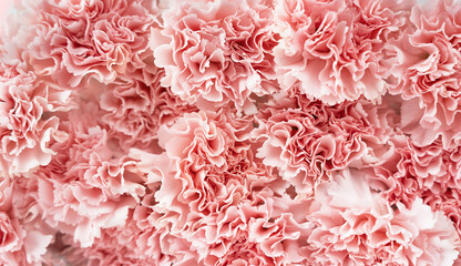 Fototapeta premium Pink background of many carnations flower. Greeting card. Carpet of flowers. Birthday, Wedding, Mothers Day, Valentines day, March 8, Womens Day.