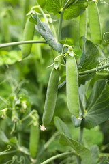 Green peas growing on a bush. Background