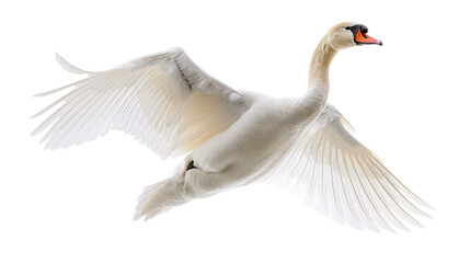 A white swan with its wings spread in flight against a white background