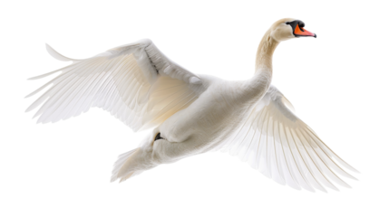 A white swan with its wings spread in flight against a white background