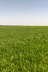 Obraz premium monoculture field with wheat closeup in sunny weather
