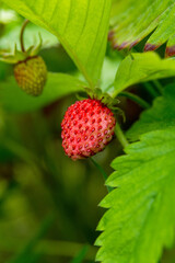 Fragaria vesca. Ripe wild strawberry among green leaves.