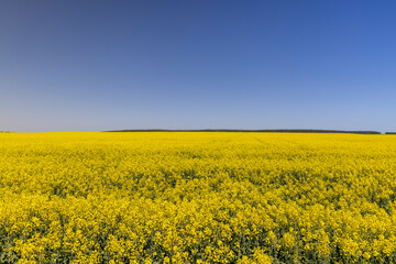 a field with yellow flowering rapeseed