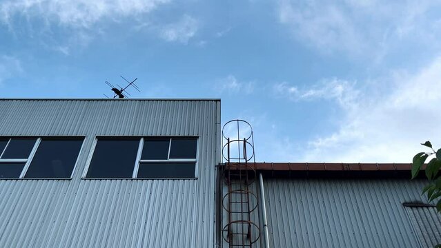 大川町緑地沿いの建物にとどまるカラスと通過するカラス