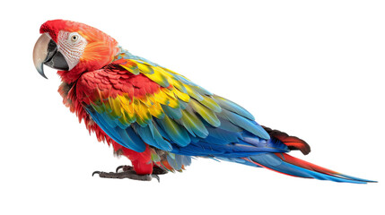 Colorful Macaw bird perched on a white background