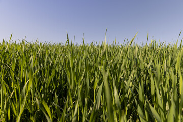 a green wheat field in the spring season