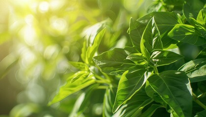 Fototapeta premium Close-up of fresh green basil leaves in natural sunlight, showcasing vibrant color and healthy plant growth, perfect for culinary use.