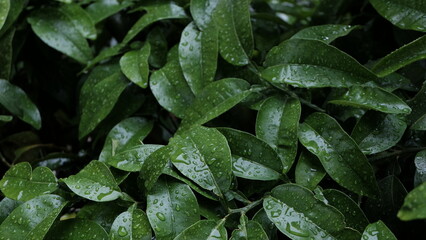 Fototapeta premium Green leaves