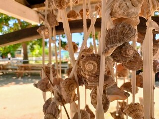 Decorative seashells hung on the thin ropes in the park on a sunny summer day.