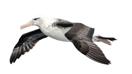 Black-browed albatross in flight, isolated against a white background