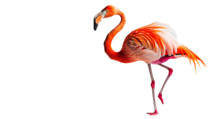 A single pink flamingo stands on one leg against a white background