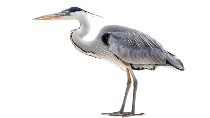 A grey heron bird stands on a white background