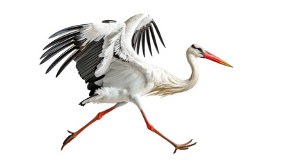 White stork in mid-stride, wings spread and beak forward, against a white background