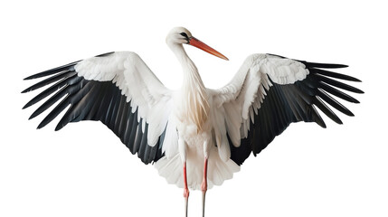 A white stork stands with its wings spread wide