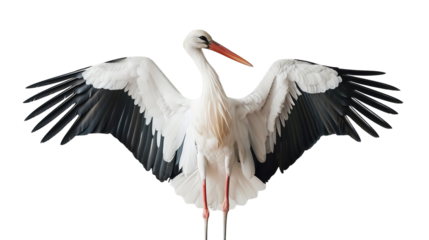 A white stork stands with its wings spread wide