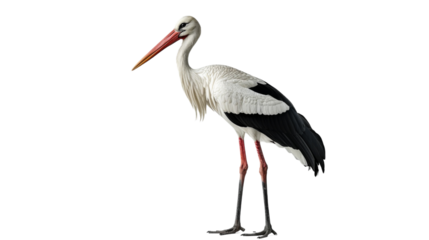 A white stork stands on one leg on a white background