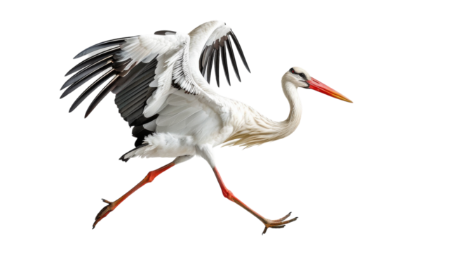 White stork in mid-stride, wings spread and beak forward, against a white background